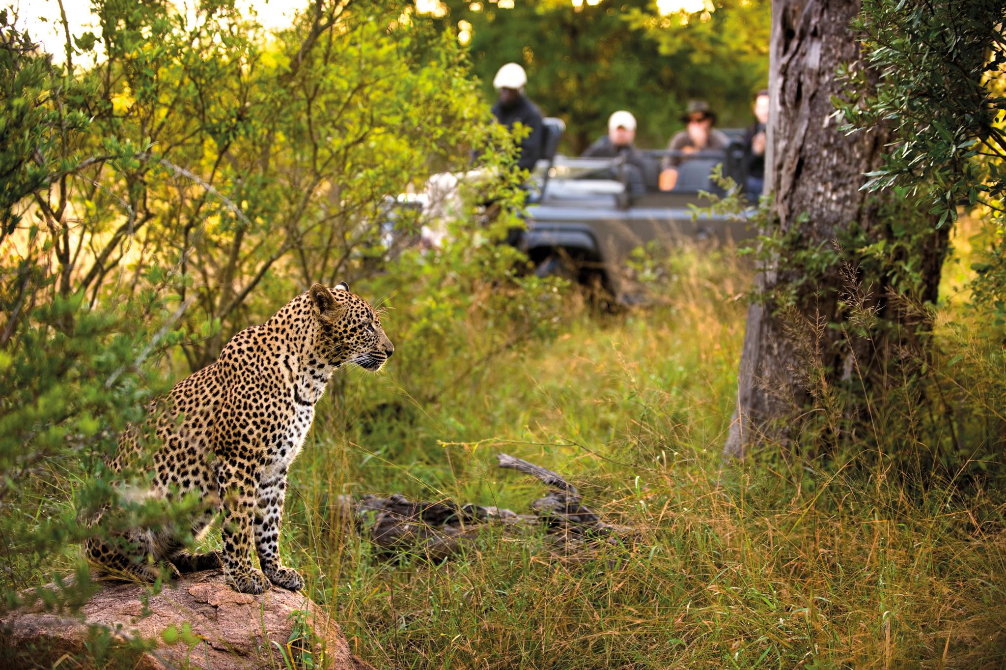 Lion Sands Narina Lodge Sabi Sand Game Reserve Luaran gambar