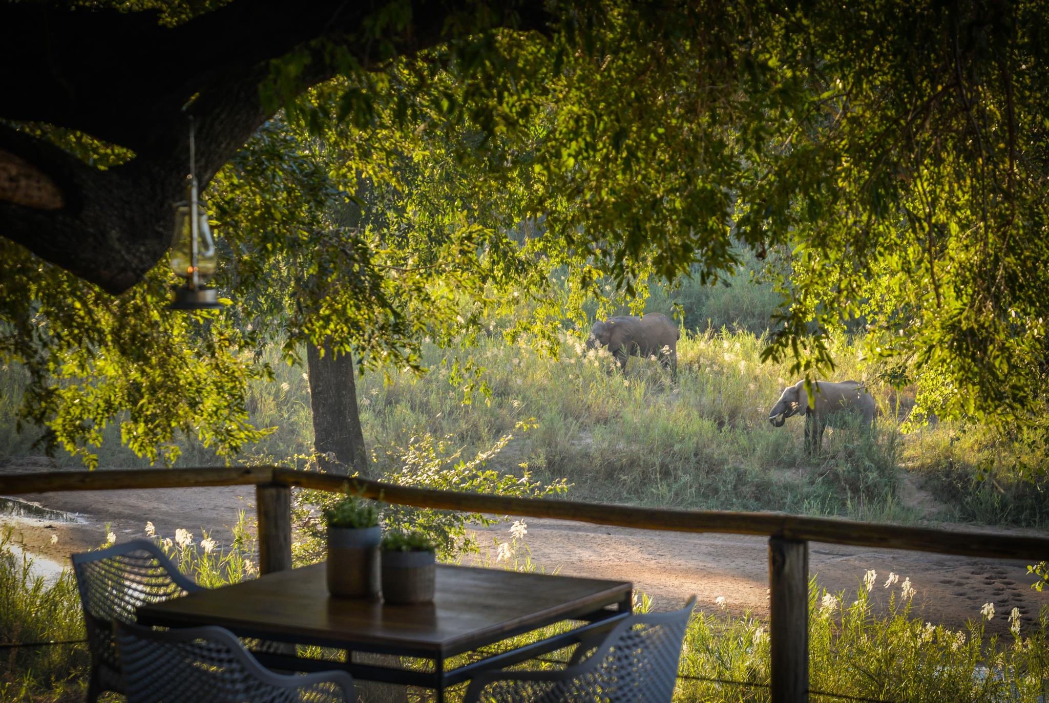 Lion Sands Narina Lodge Sabi Sand Game Reserve Luaran gambar