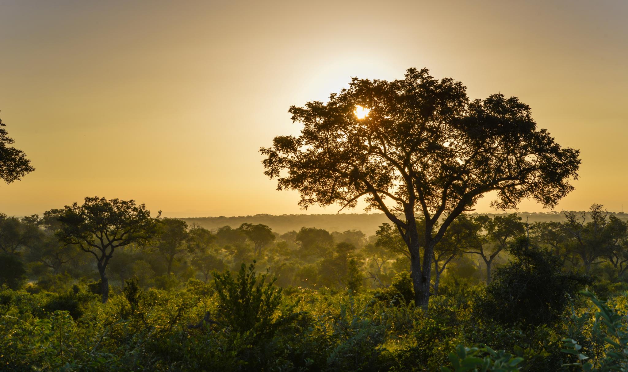 Lion Sands Narina Lodge Sabi Sand Game Reserve Luaran gambar