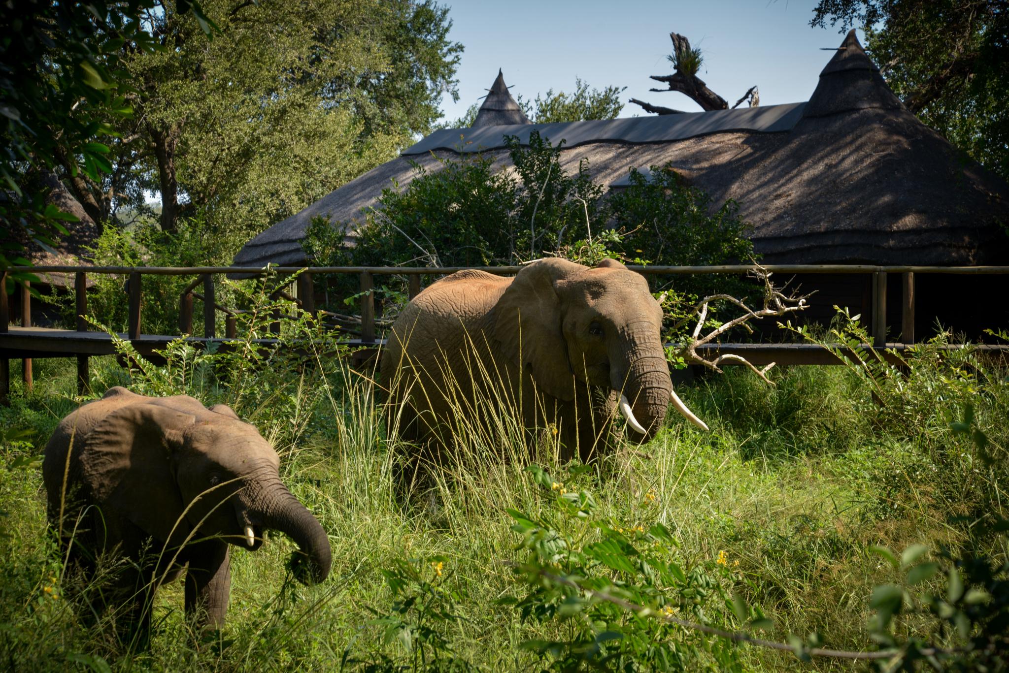 Lion Sands Narina Lodge Sabi Sand Game Reserve Luaran gambar