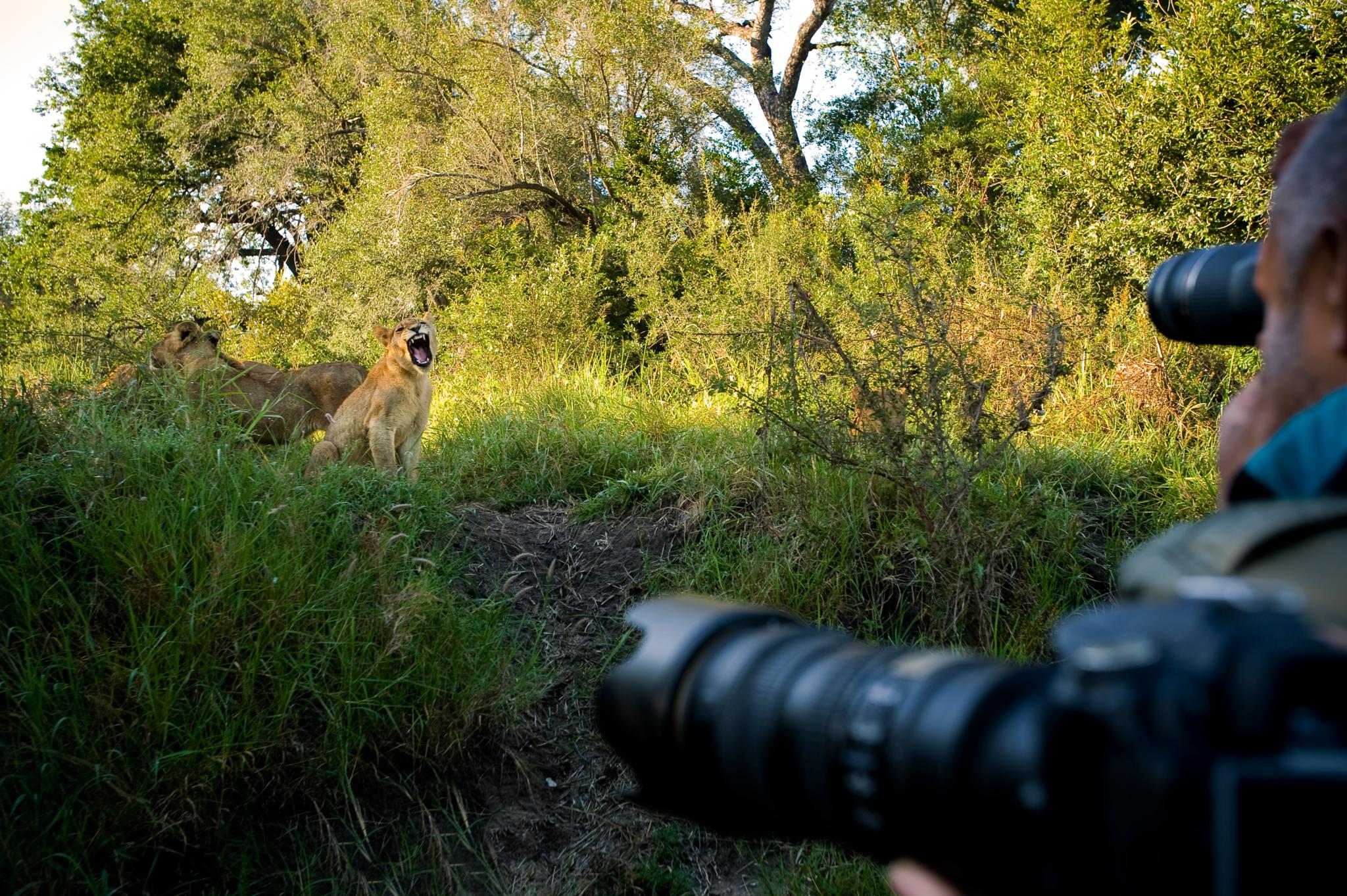 Lion Sands Narina Lodge Sabi Sand Game Reserve Luaran gambar