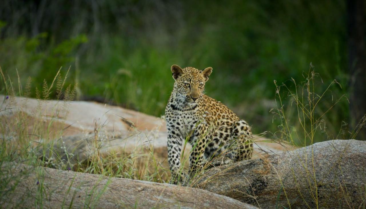 Lion Sands Narina Lodge Sabi Sand Game Reserve Luaran gambar
